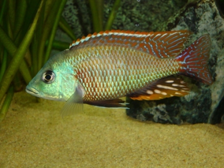 Otopharynx tetrastigma - man