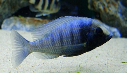 Placidochromis sp. "phenochilus gissel" vrouw
