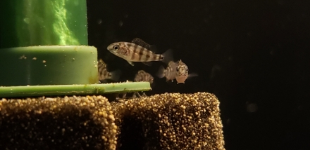 Protomelas sp. "johnstoni solo" juveniel