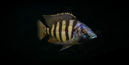 Protomelas sp. "johnstoni solo" man
