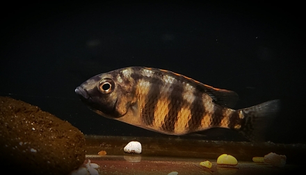Protomelas sp. "johnstoni solo" vrouw met bekje vol