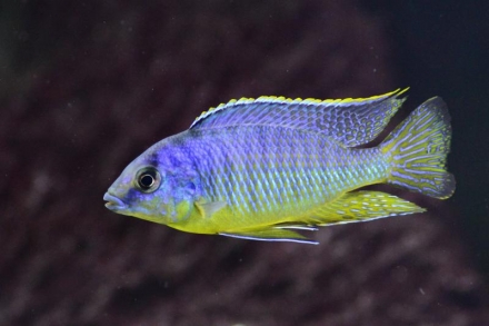 Protomelas sp. "steveni imperial" Gome, male
