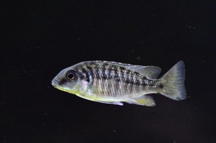 Protomelas sp. "steveni imperial" Gome, female