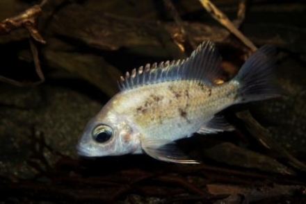 Ptychochromis insolitus, vrouw Foto: David Harder (www.malagasy-cichlids.com)