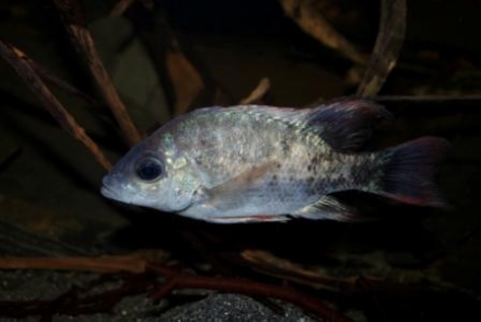 Ptychochromis insolitus, man Foto: David Harder (www.malagasy-cichlids.com)