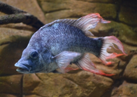 Ptychochromis insolitus, man Foto: London Zoo