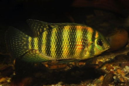 Pelmatolapia mariae "Muyuka"