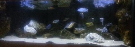 Het aquarium zoals het er per 15-11 bijstaat, met enkele nieuwe stenen (de onbealgde exemplaren). De belichting op de foto komt blauwer over dan het in het werkelijkheid is.