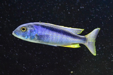 Buccochromis spectabilis man (wildvang)