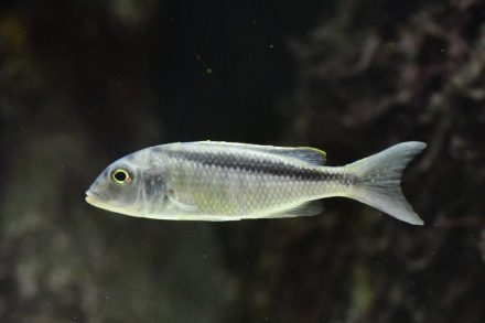 Buccochromis spectabilis vrouw (wildvang)