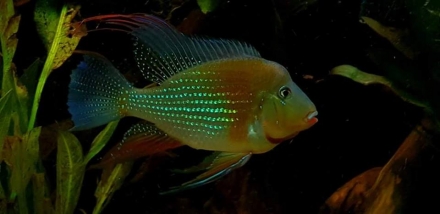 Acarichthys heckelii Foto: Marc Meijers
