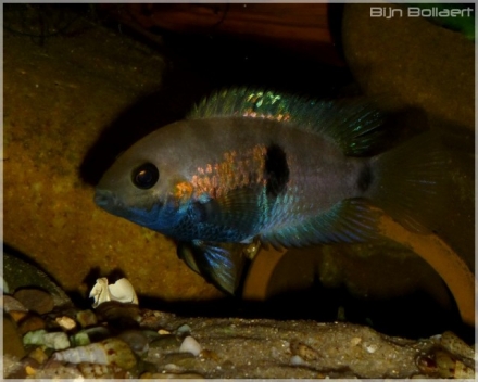 female