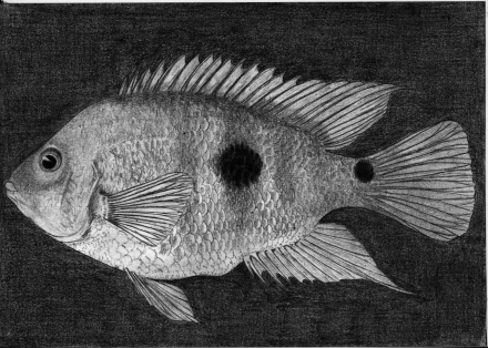 Amphilophus globosus