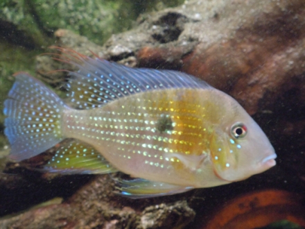 Acarichthys heckelii Foto: Tonny van Keulen