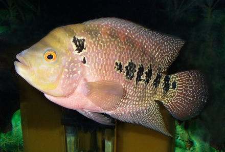 Aquariumstam